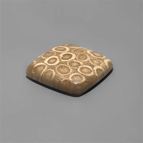 Coral|Fossil Coral