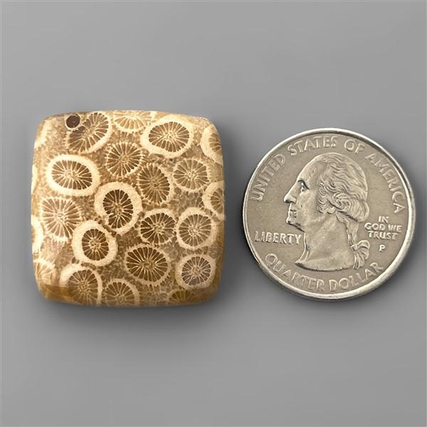 Coral|Fossil Coral