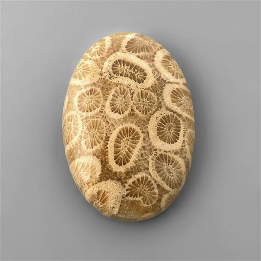 Coral|Fossil Coral