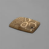 Coral|Fossil Coral