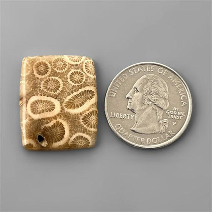 Coral|Fossil Coral