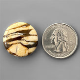 Peanut Wood Jasper|Wood