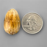 Agate|Dendritic Agate