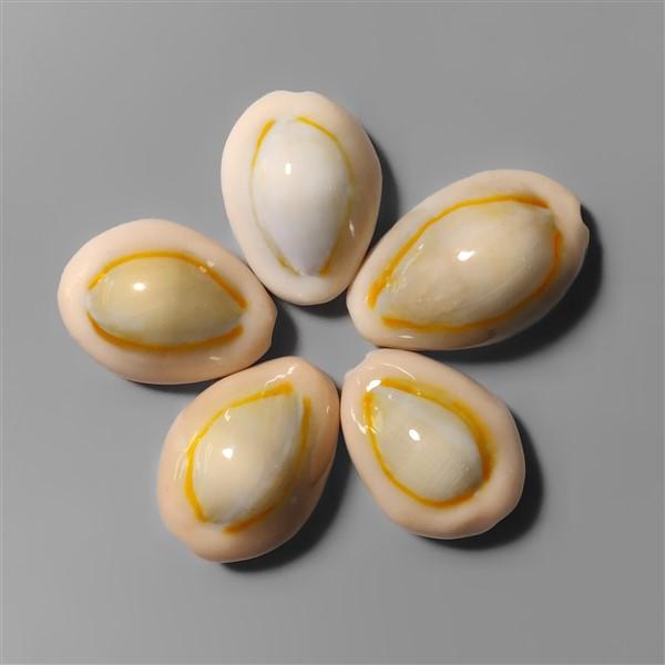 Shell