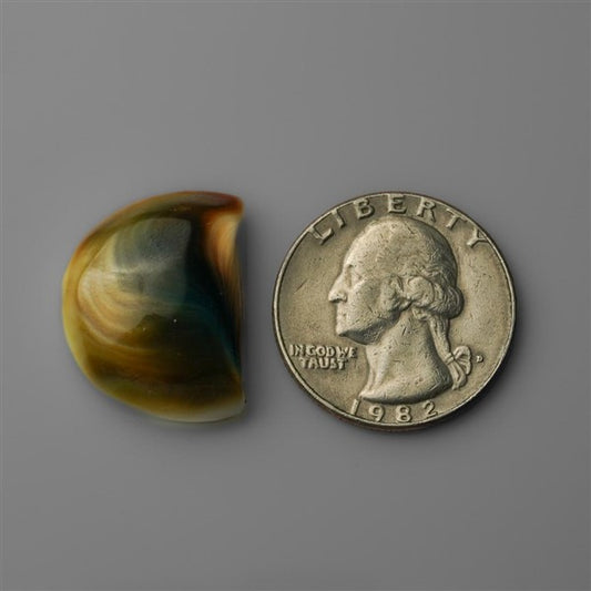 Shell|Shiva Eye Shell