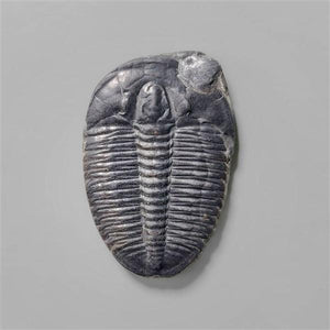 Rare Trilobite Fossil