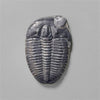 Trilobite Fossil