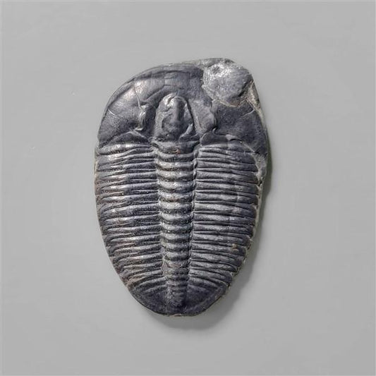 Trilobite Fossil