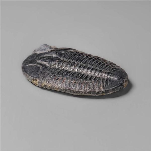 Trilobite Fossil