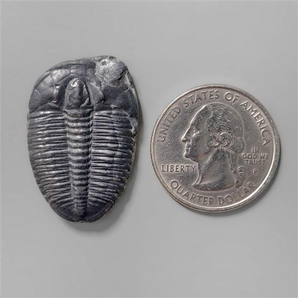 Trilobite Fossil
