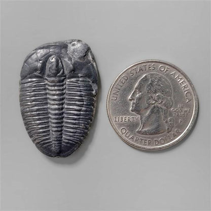Trilobite Fossil