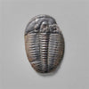 Trilobite Fossil