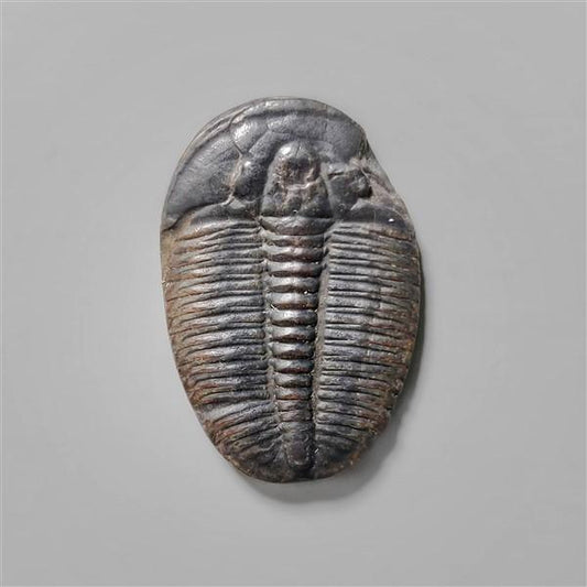 Trilobite Fossil