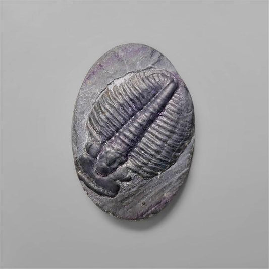 Trilobite Fossil