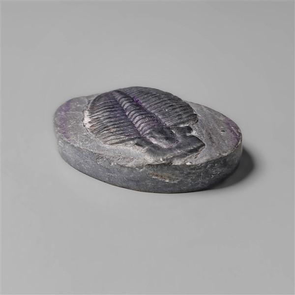 Trilobite Fossil