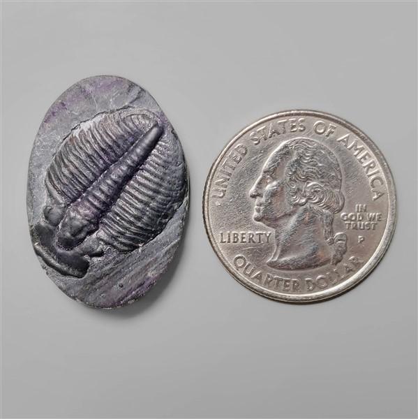 Trilobite Fossil
