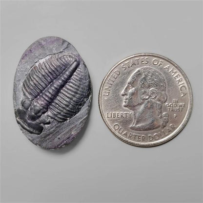 Trilobite Fossil