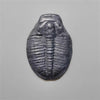 Trilobite Fossil