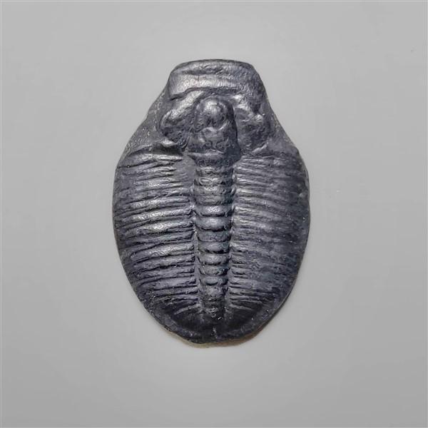 Trilobite Fossil