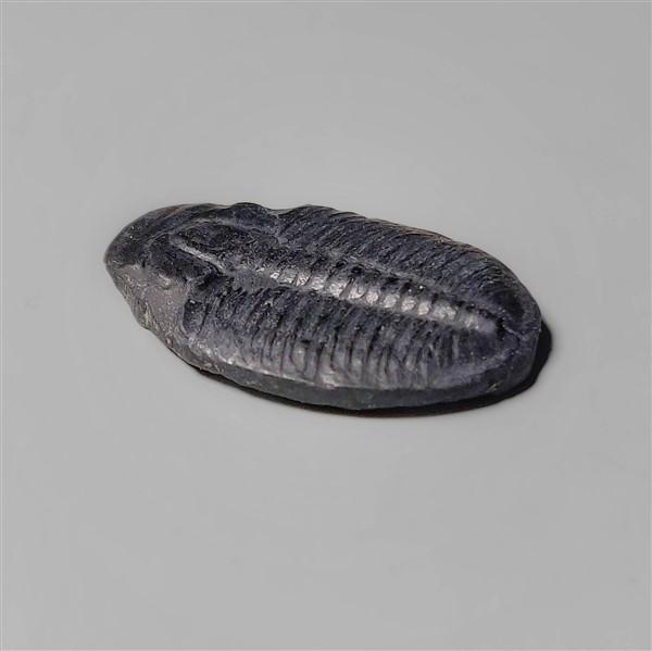 Trilobite Fossil