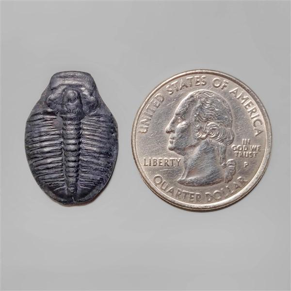Trilobite Fossil
