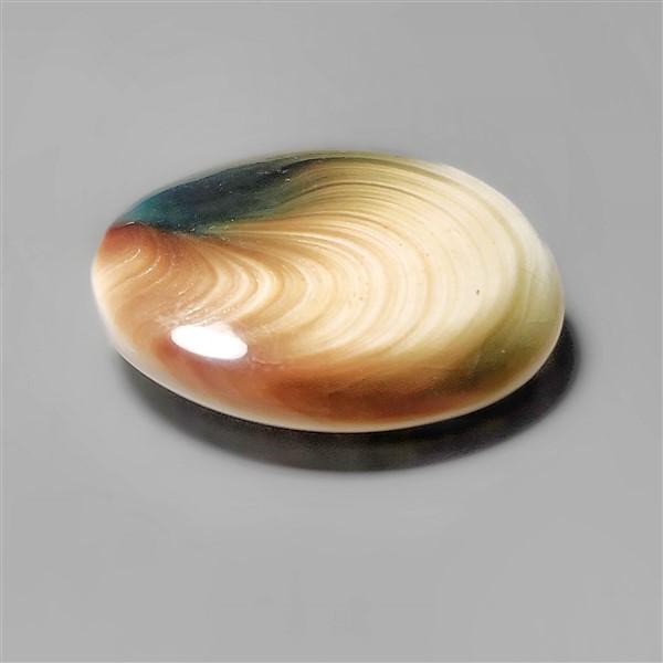 Shell|Shiva Eye Shell