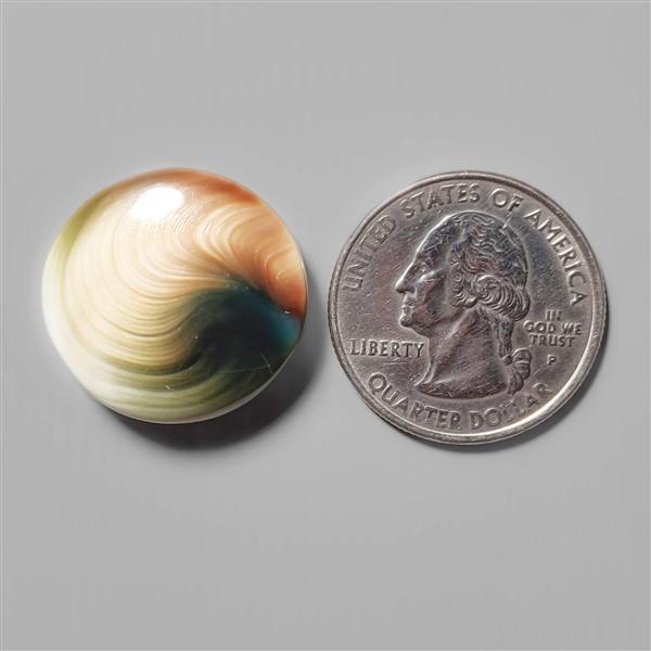 Shell|Shiva Eye Shell
