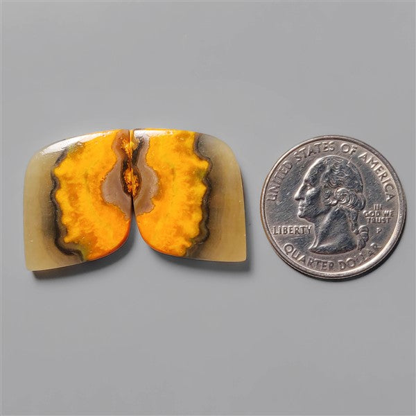 Bumble Bee Jasper