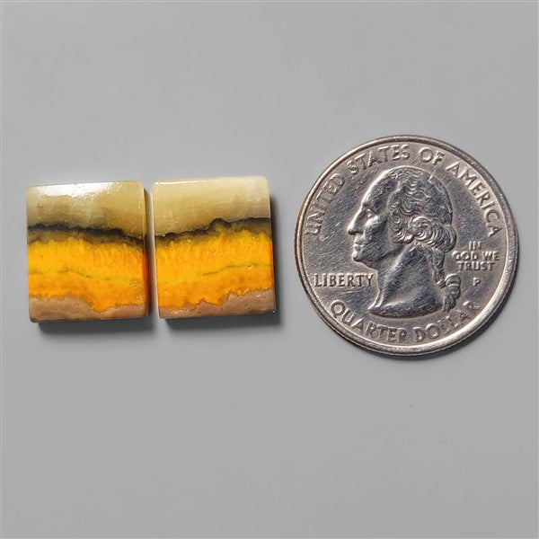 Bumble Bee Jasper