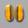 Bumble Bee Jasper