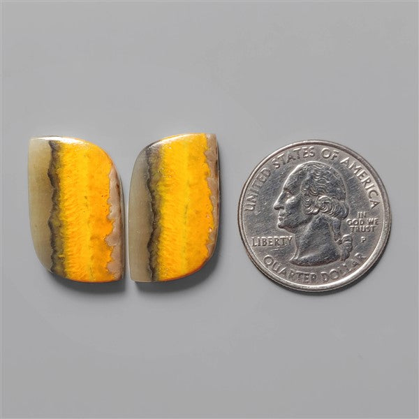 Bumble Bee Jasper