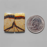 Septarian