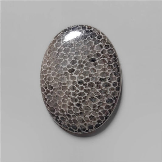 Coral|Fossil Coral