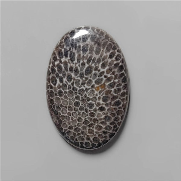 Coral|Fossil Coral
