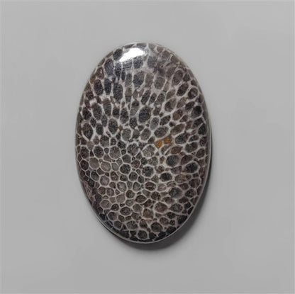 Coral|Fossil Coral