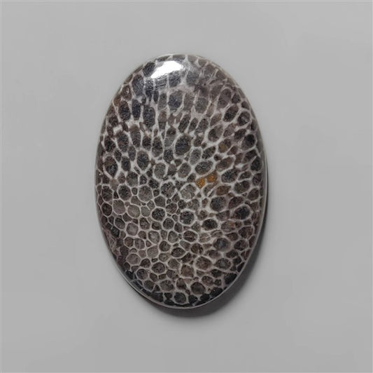 Coral|Fossil Coral