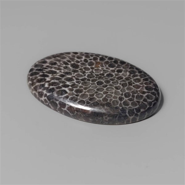 Coral|Fossil Coral