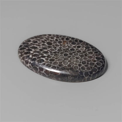 Coral|Fossil Coral