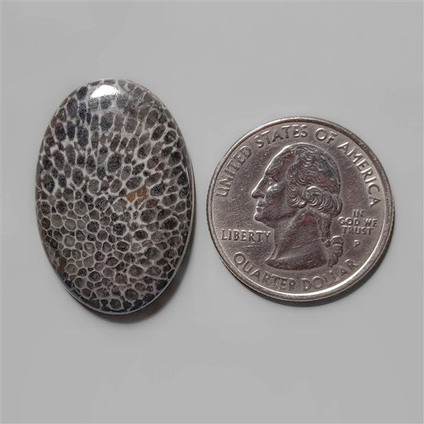 Coral|Fossil Coral