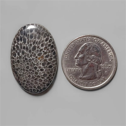 Coral|Fossil Coral