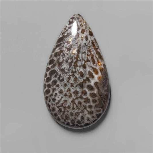 Coral|Fossil Coral