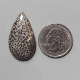 Coral|Fossil Coral