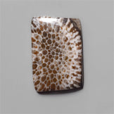 Coral|Fossil Coral