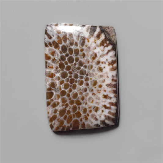 Coral|Fossil Coral