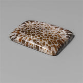 Coral|Fossil Coral