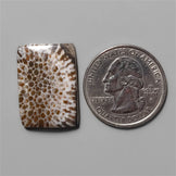 Coral|Fossil Coral