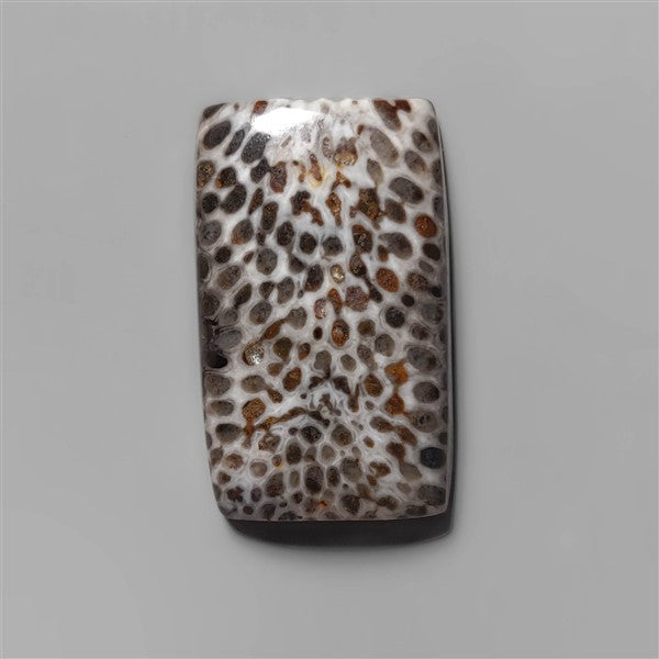Coral|Fossil Coral