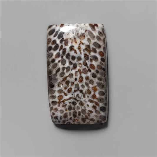 Coral|Fossil Coral