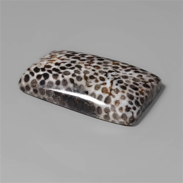 Coral|Fossil Coral