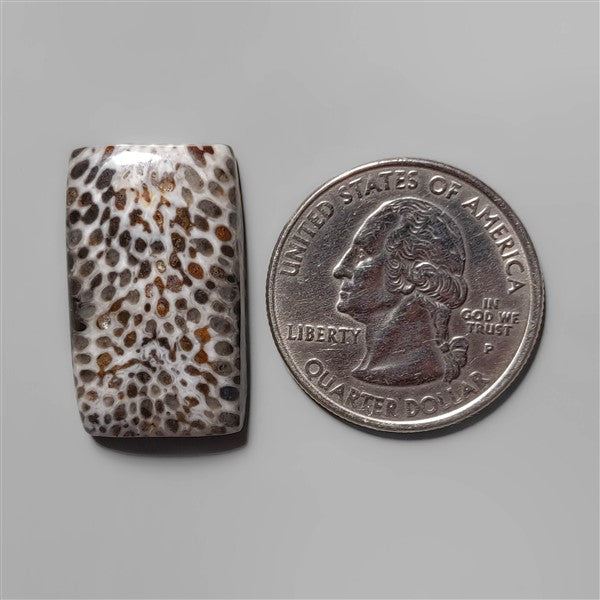 Coral|Fossil Coral